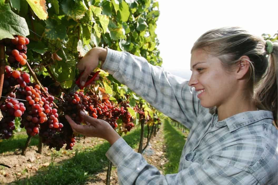 brouwer fruit - kersen verkoop