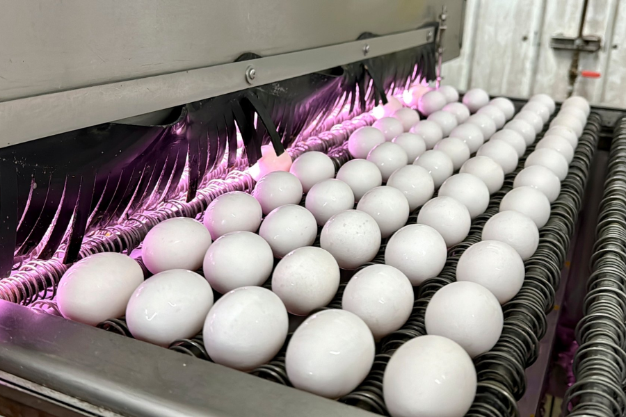 Eggene Leads the Way in Sustainable Egg Farming