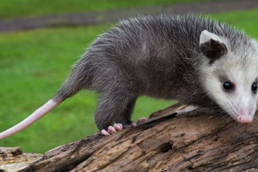 Tñacuache The Mysteries of a Resilient American Marsupial